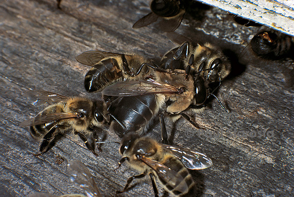 Apis mellifera (abeille) - massacre des mâles