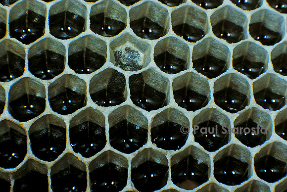 Apis mellifera (abeille) - miel dans les alvéoles