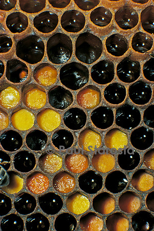 Apis mellifera (abeille) - miel et pollen dans les alvéoles