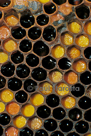 Apis mellifera (abeille) - miel et pollen dans les alvéoles