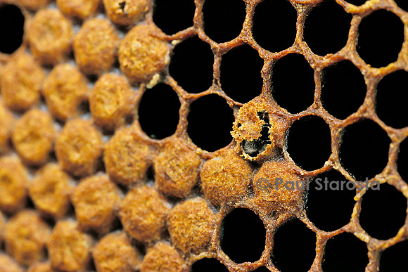 Apis mellifera (abeille) - naissance