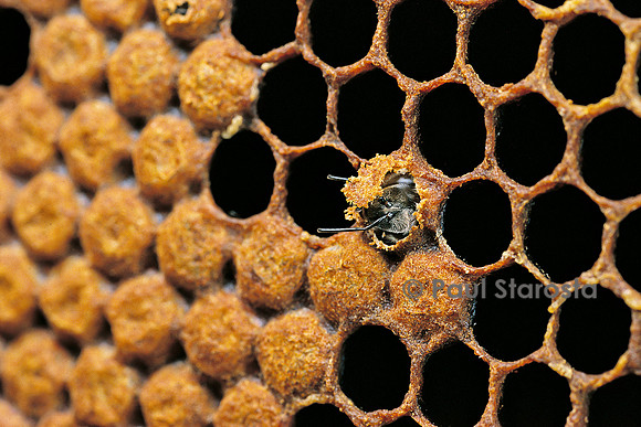 Apis mellifera (abeille) - naissance