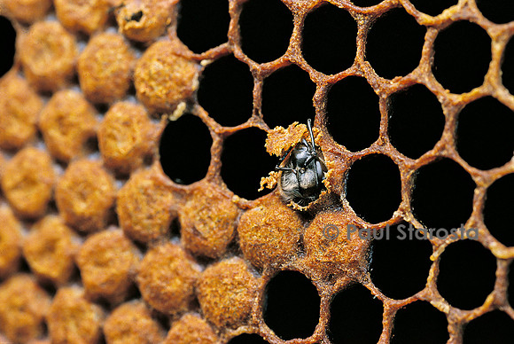 Apis mellifera (abeille) - naissance