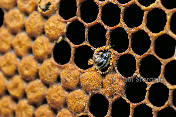 Apis mellifera (abeille) - naissance