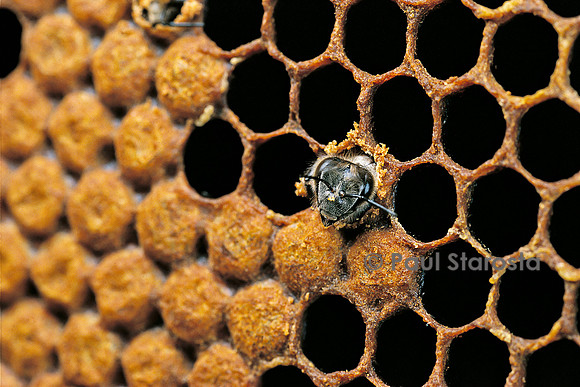 Apis mellifera (abeille) - naissance