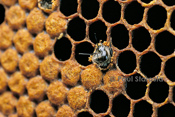 Apis mellifera (abeille) - naissance
