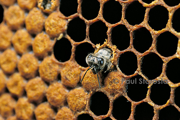 Apis mellifera (abeille) - naissance