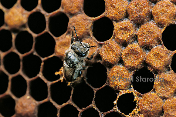 Apis mellifera (abeille) - naissance (9)