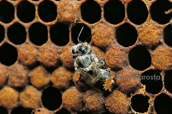 Apis mellifera (abeille) - naissance