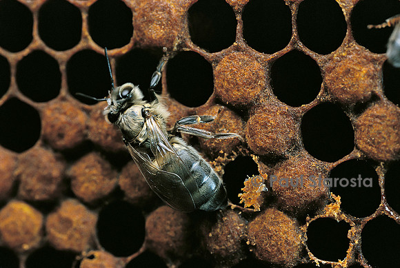 Apis mellifera (abeille) - naissance