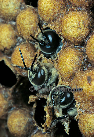 Apis mellifera (abeille) - naissance de mâles