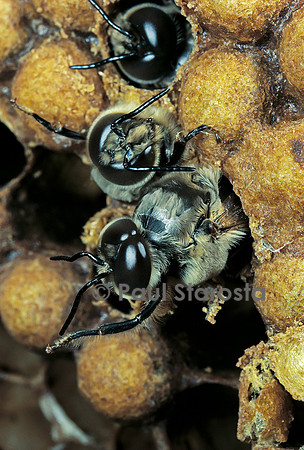Apis mellifera (abeille) - naissance de mâles