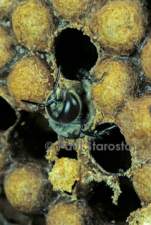 Apis mellifera (abeille) - naissance de mâles