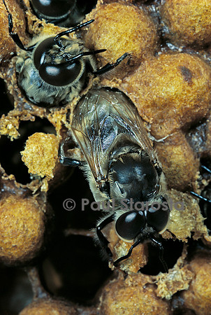 Apis mellifera (abeille) - naissance de mâles