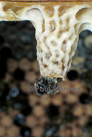 Apis mellifera (abeille) - naissance d'une reine
