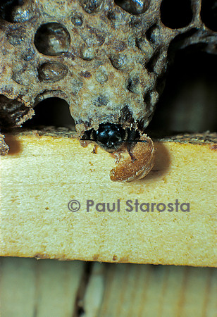 Apis mellifera (abeille) - naissance d'une reine