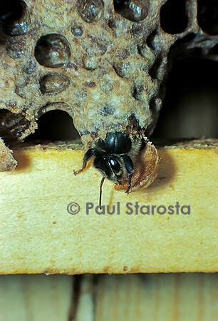 Apis mellifera (abeille) - naissance d'une reine