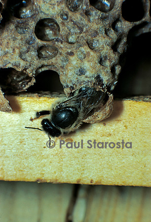 Apis mellifera (abeille) - naissance d'une reine