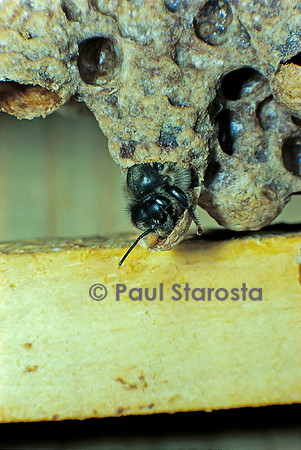 Apis mellifera (abeille) - naissance d'une reine