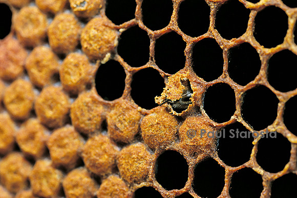 Apis mellifera (abeille) - naissance