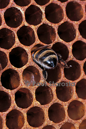 Apis mellifera (abeille) - nettoyant une cellule