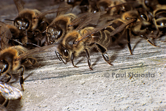 Apis mellifera (abeille) - nettoyeuse