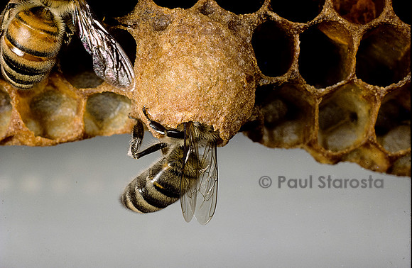 Apis mellifera (abeille) - nourrice dans une cellule royale
