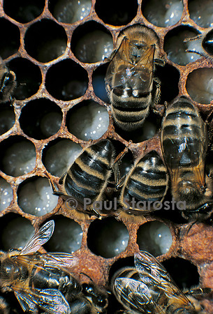 Apis mellifera (abeille) - nourrices