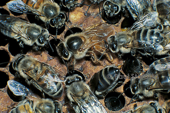 Apis mellifera (abeille) - reine pondant