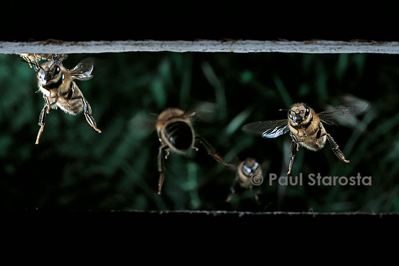 Apis mellifera (abeille) - retour à la ruche