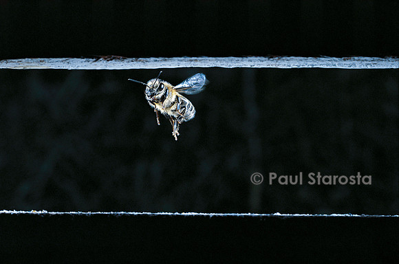 Apis mellifera (abeille) - retour à la ruche