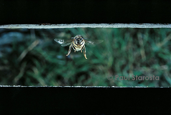 Apis mellifera (abeille) - retour à la ruche