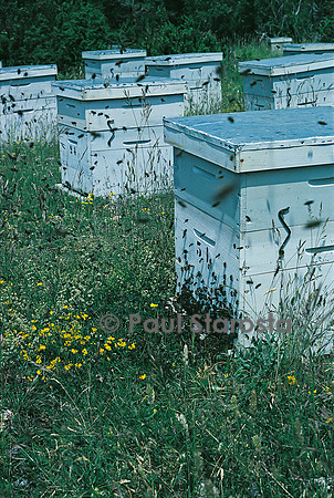 Apis mellifera (abeille) - sortie d'un essaim