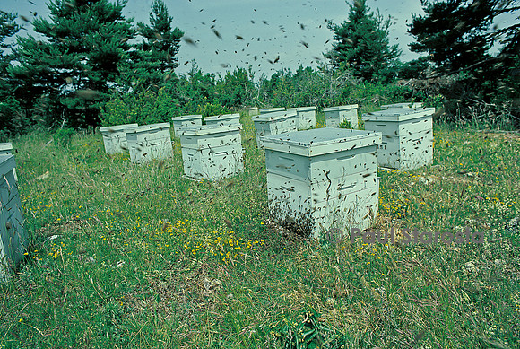 Apis mellifera (abeille) - sortie d'un essaim