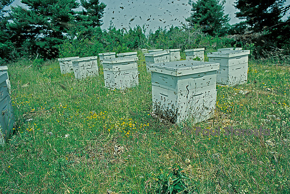 Apis mellifera (abeille) - sortie d'un essaim