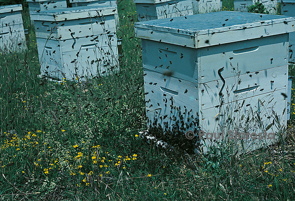 Apis mellifera (abeille) - sortie d'un essaim