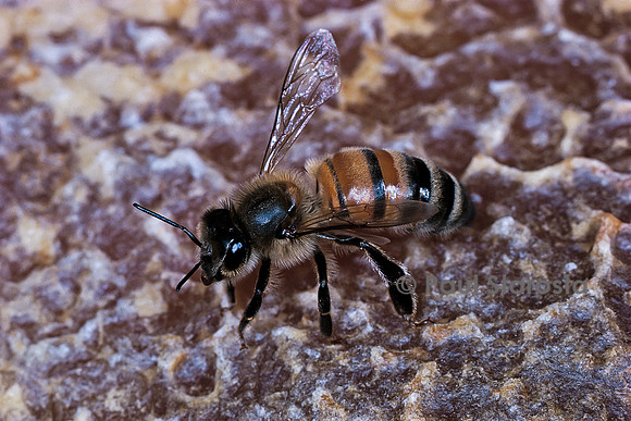 Apis mellifera (abeille) - sur un rayon