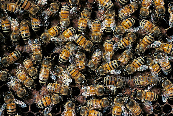 Apis mellifera (abeille) - sur un rayon