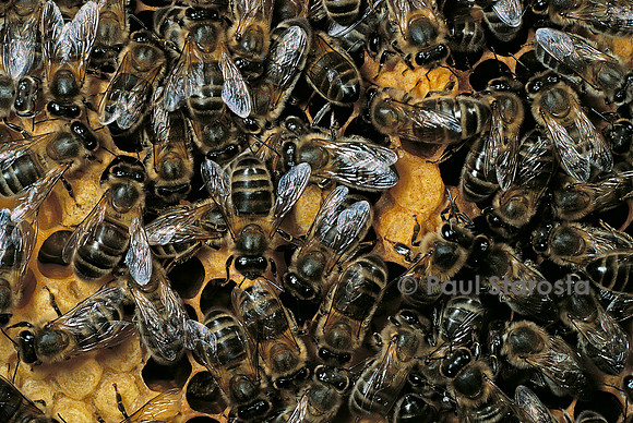 Apis mellifera (abeille) - sur un rayon