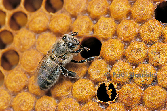 Apis mellifera (abeille) - venant de naître