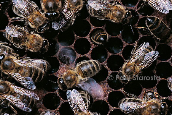 Apis mellifera (abeille) - ventileuse