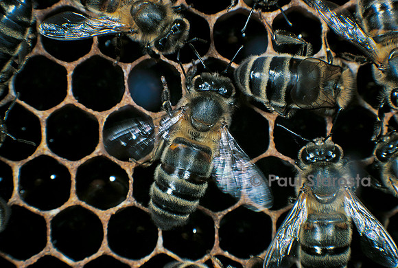 Apis mellifera (abeille) - ventileuse