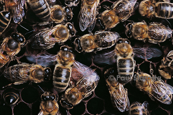 Apis mellifera (abeille) - ventileuse