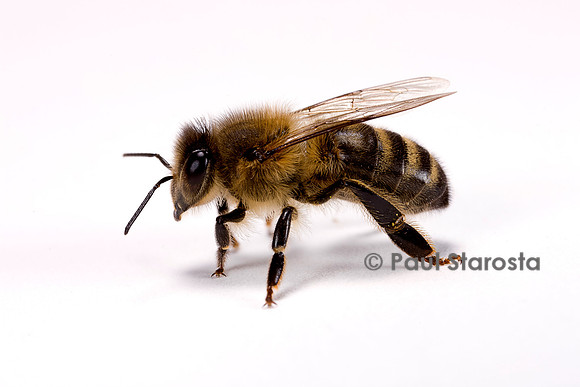 Apis mellifera (abeille)