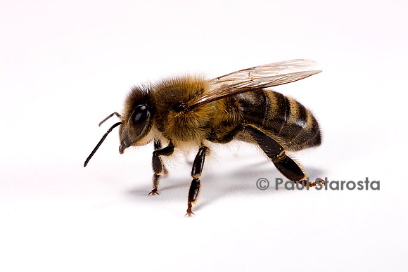 Apis mellifera (abeille)
