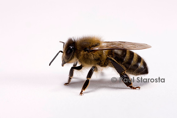 Apis mellifera (abeille)