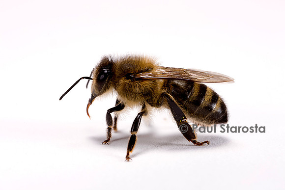 Apis mellifera (abeille)