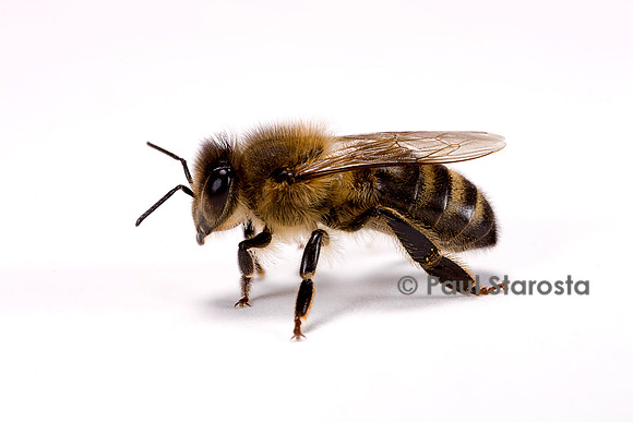 Apis mellifera (abeille)