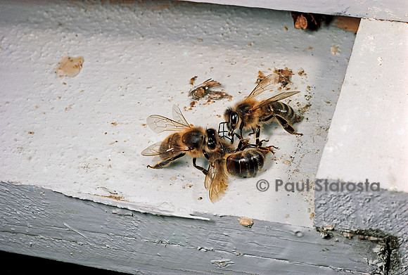 Apis mellifera (abeillle) - nettoyeuses sortant un cadavre