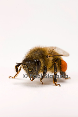 Apis mellifera (abeille) - ouvrière